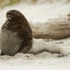 Lachtan novozelandsky - Phocarctos hookeri - New Zealand sea lion - whakahao 8725